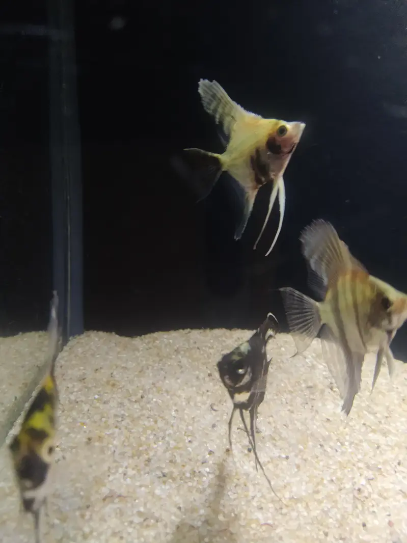 Angel fish — photo 6