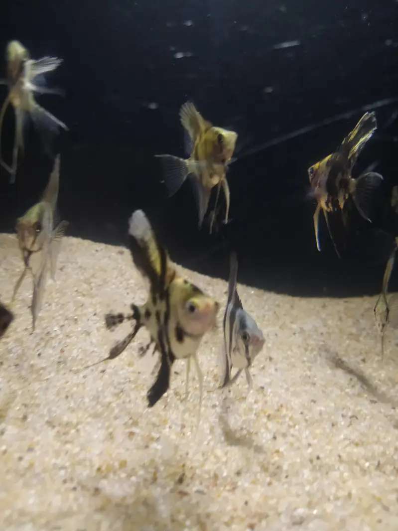 Angel fish — photo 7