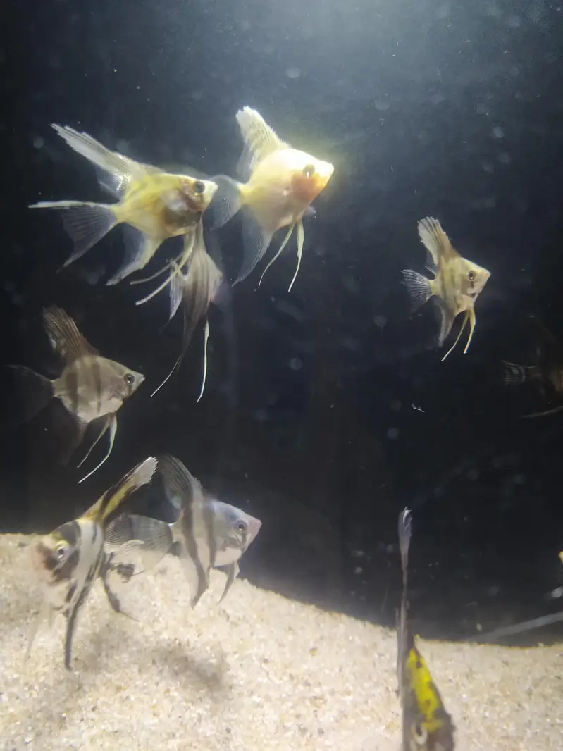 Angel fish — photo 8