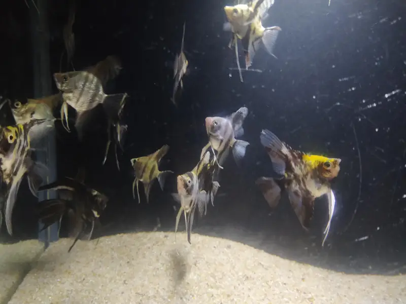 Angel fish — photo 9