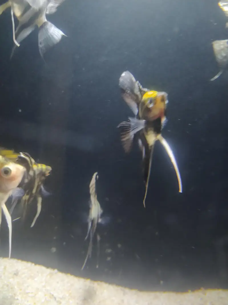 Angel fish — photo 10