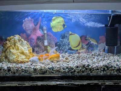 3ft Complete Aquarium Setup for Sale