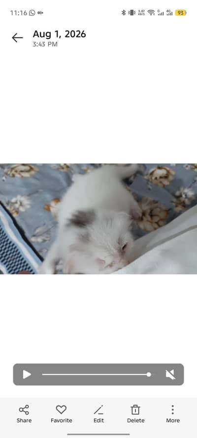 White persion cat triple cout