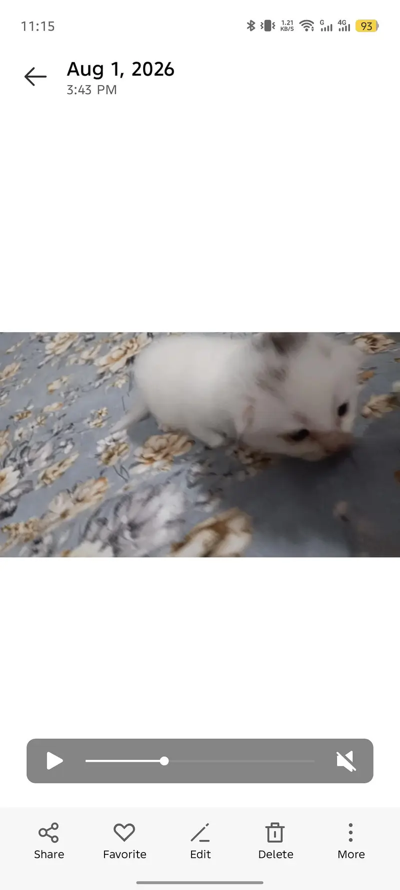 White persion cat triple cout — photo 2