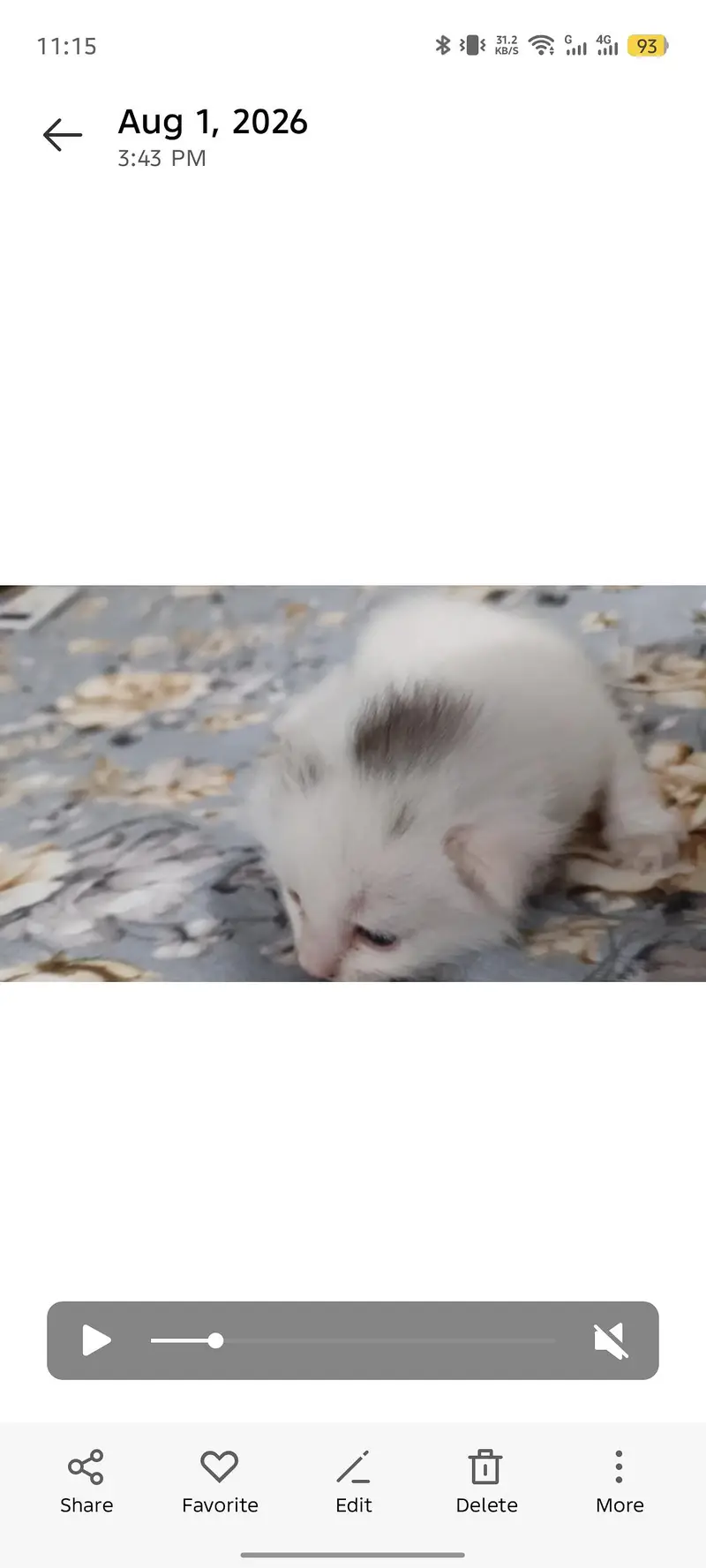 White persion cat triple cout — photo 3