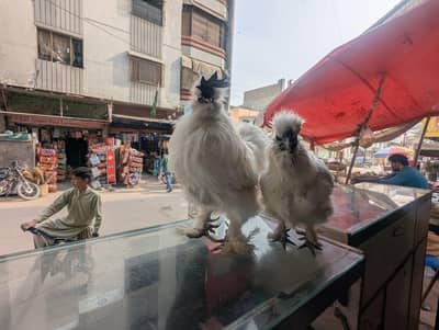 silkie pair (rooster+hen giving eggs)