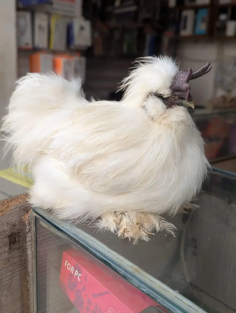 silkie pair (rooster+hen giving eggs) — photo 2