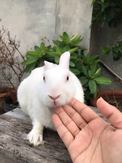 desi rabbit 9 months