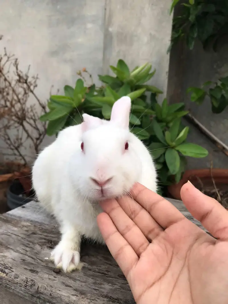 desi rabbit 9 months