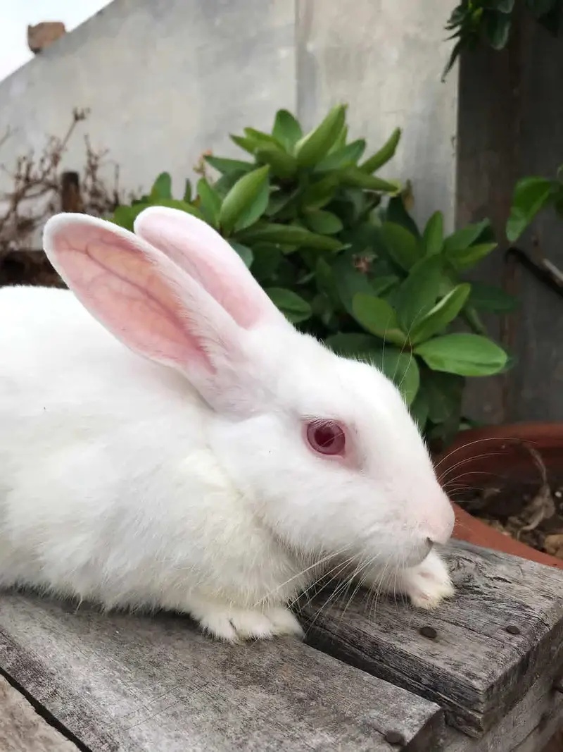 desi rabbit 9 months — photo 2
