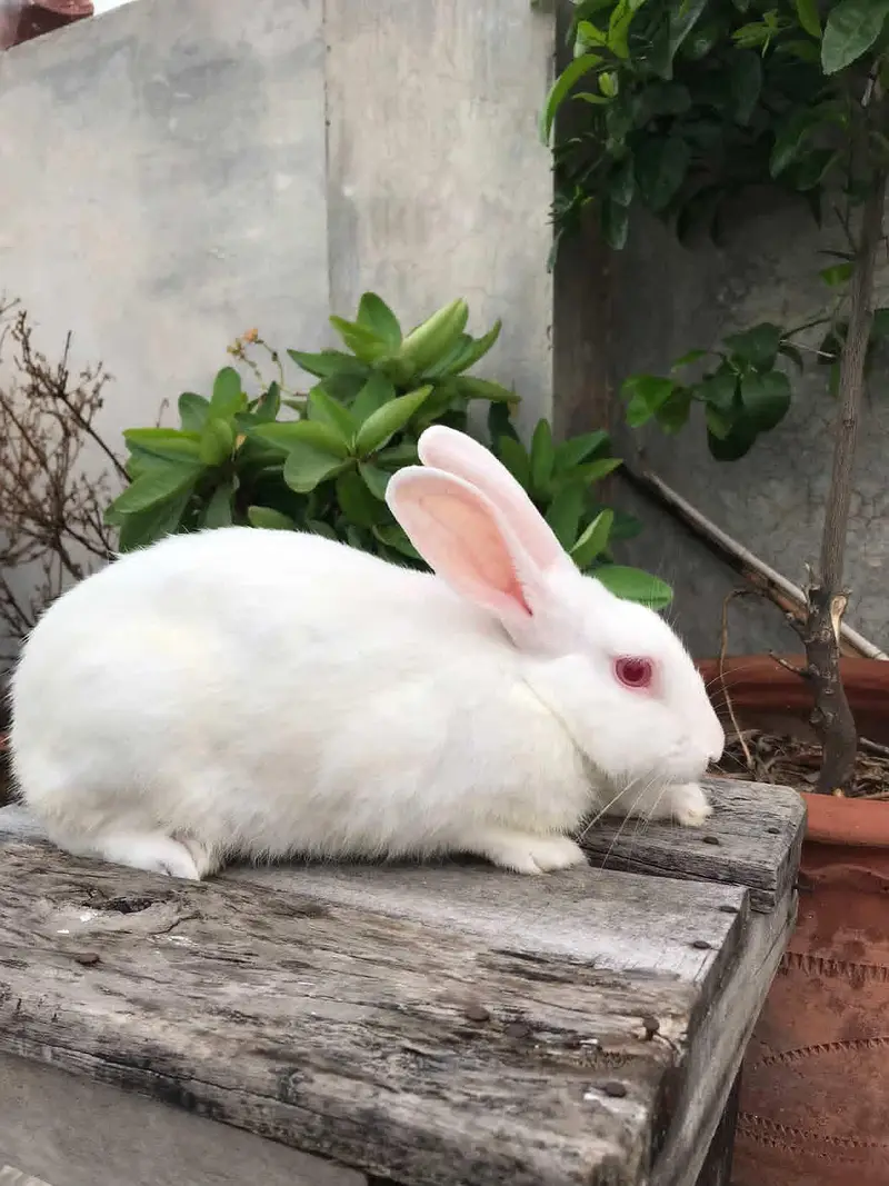 desi rabbit 9 months — photo 3