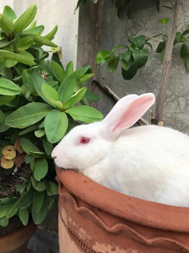 desi rabbit 9 months — photo 4