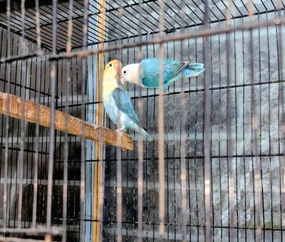 lovebird pair+cage 3.3 length 2.5 width  2.5 height 2 dept