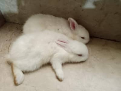 Rabbit babies for sale