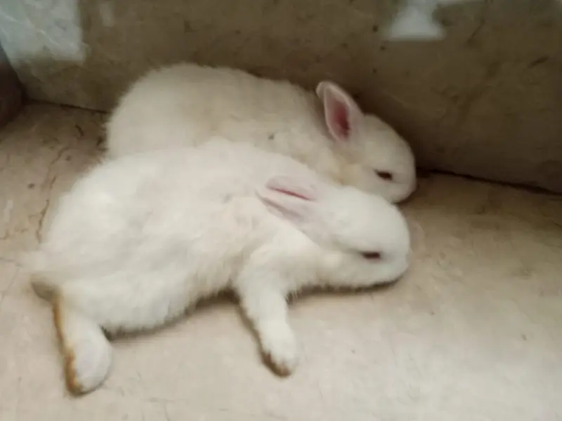 Rabbit babies for sale