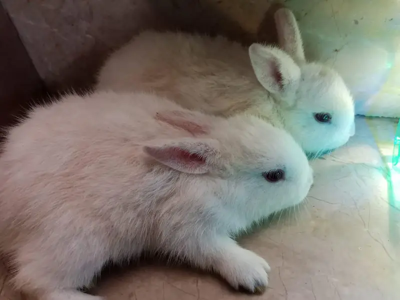 Rabbit babies for sale — photo 2