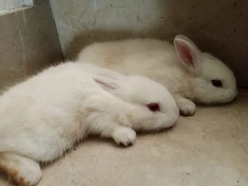 Rabbit babies for sale — photo 3