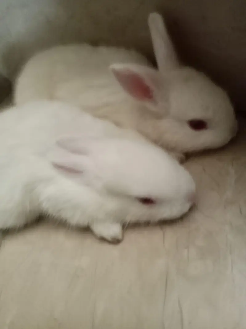 Rabbit babies for sale — photo 4