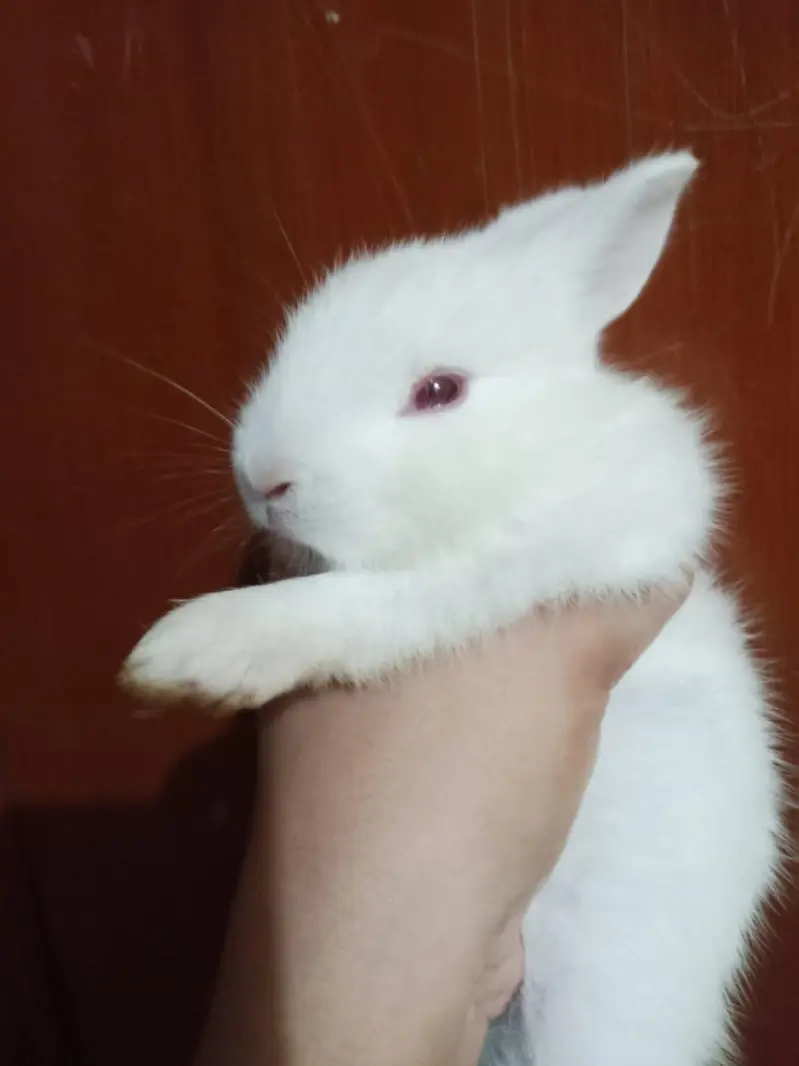 Rabbit babies for sale — photo 5