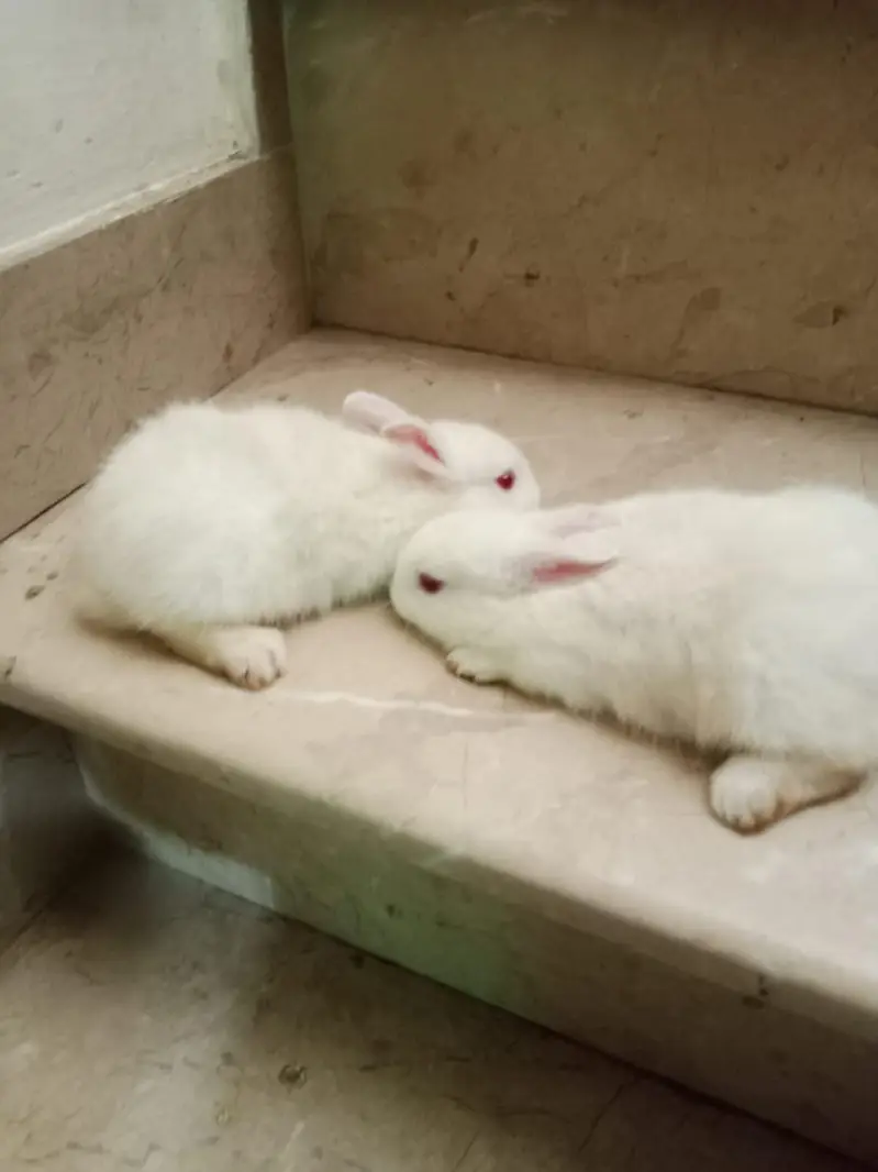 Rabbit babies for sale — photo 6