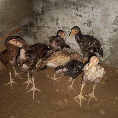 aseel chicks( pair price 6000)