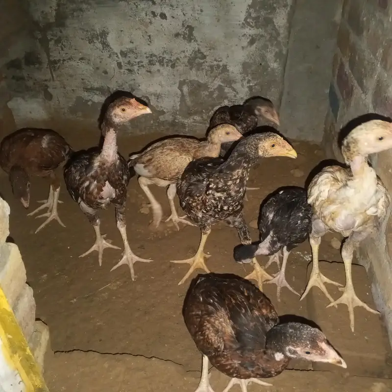 aseel chicks( pair price 6000) — photo 2