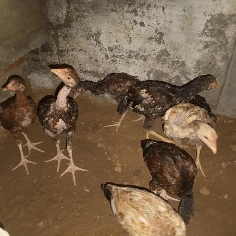 aseel chicks( pair price 6000) — photo 3