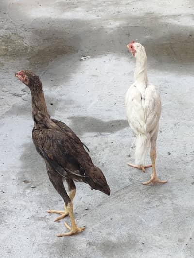 pure Quality Aseel pair