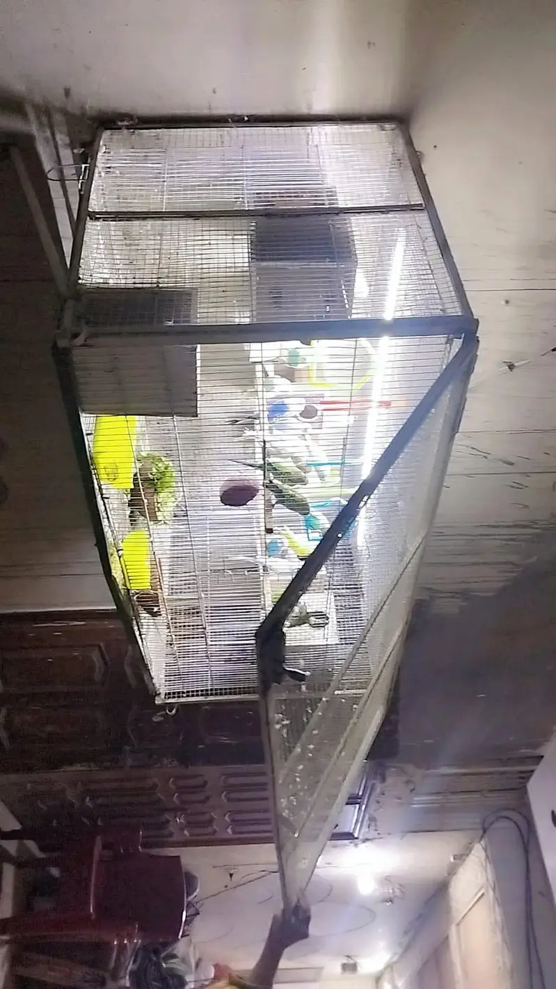 beautiful double heavy guage cage with Australian parrots — photo 2