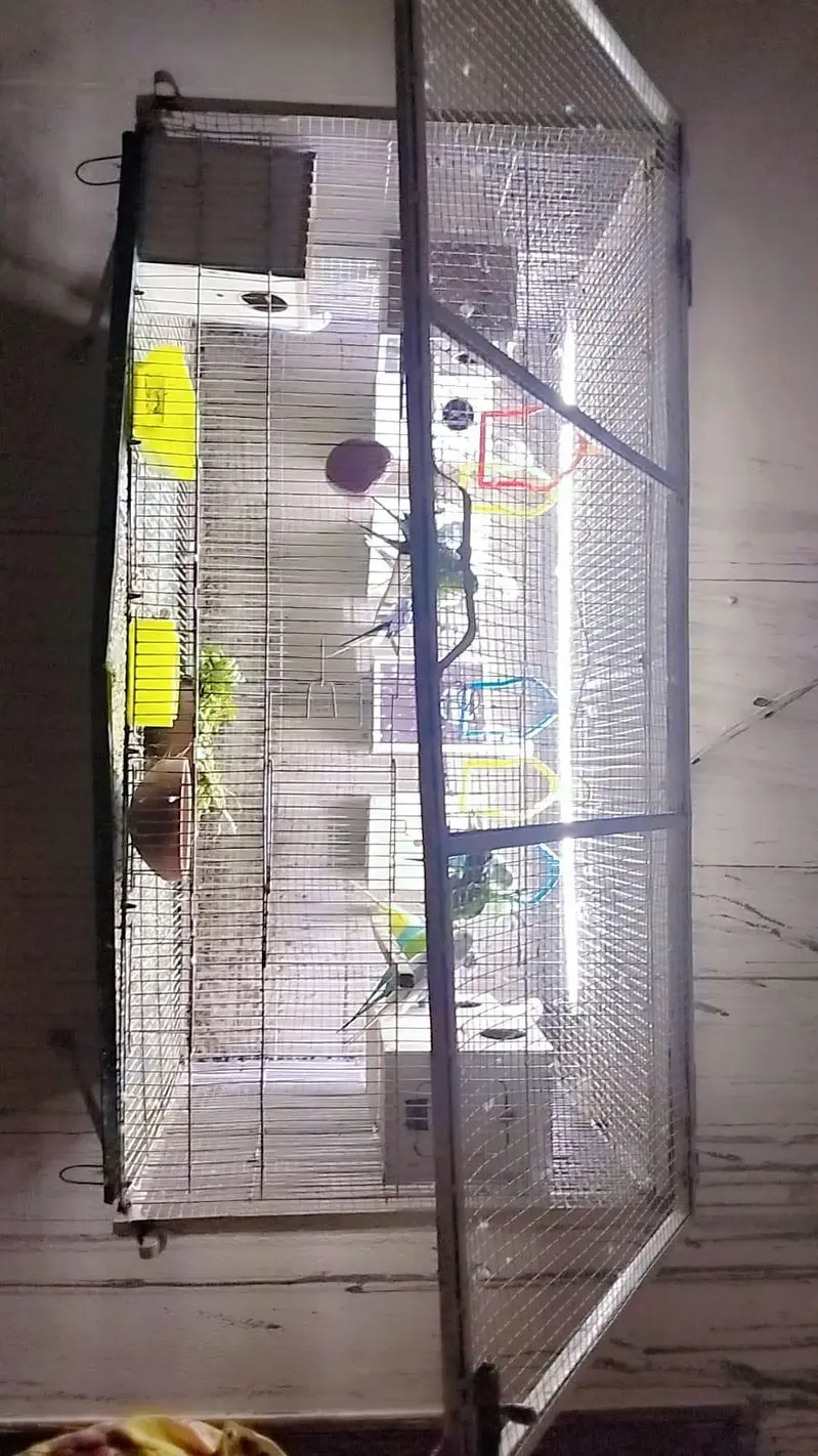 beautiful double heavy guage cage with Australian parrots — photo 3