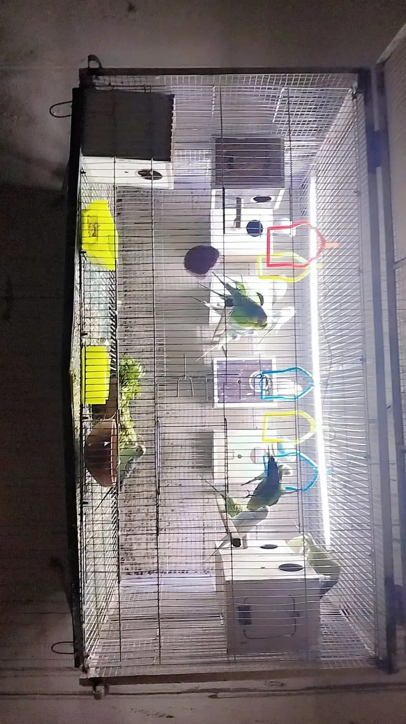 beautiful double heavy guage cage with Australian parrots — photo 4