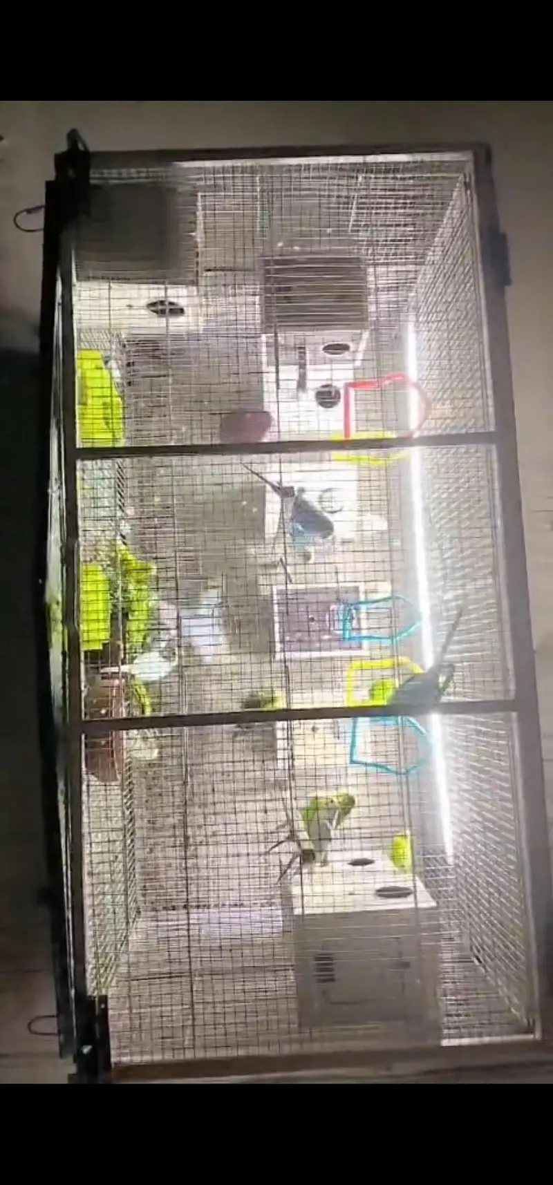 beautiful double heavy guage cage with Australian parrots — photo 5