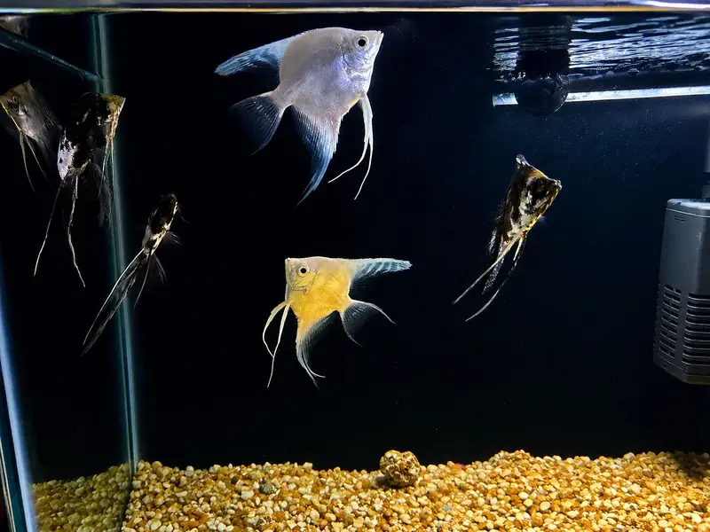 ANGEL FISHES