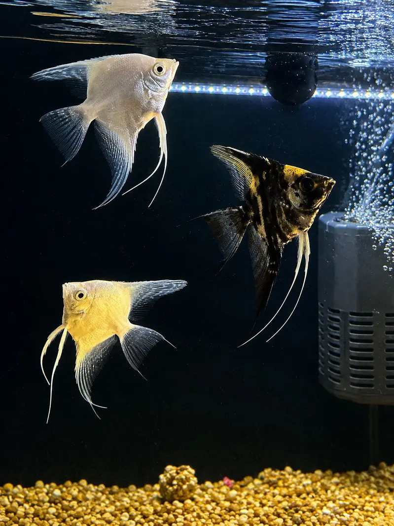 ANGEL FISHES — photo 3