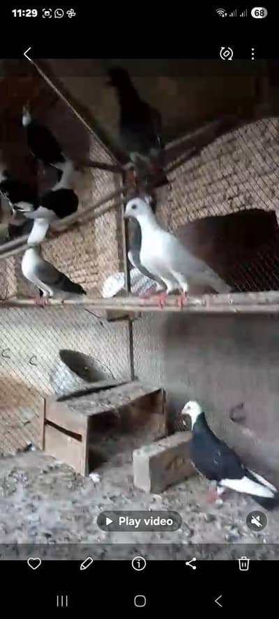 pigeons
