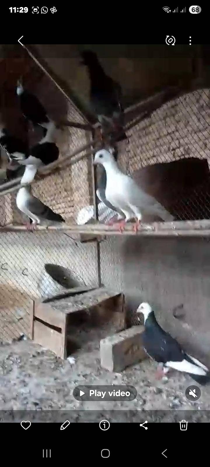 pigeons 0