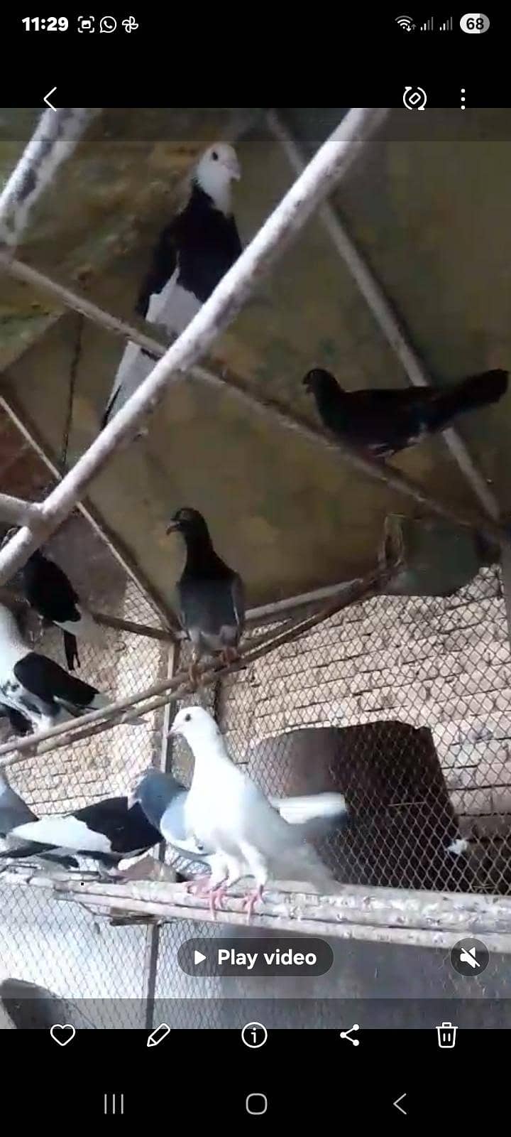 pigeons 1