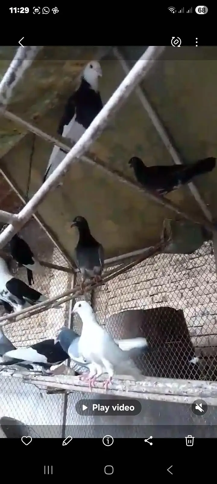 pigeons — photo 2