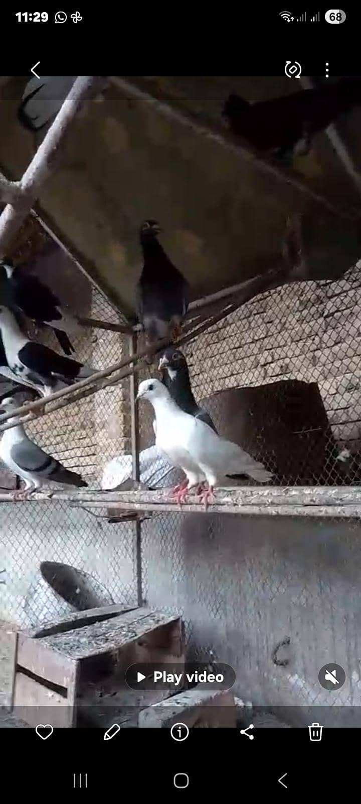 pigeons 2