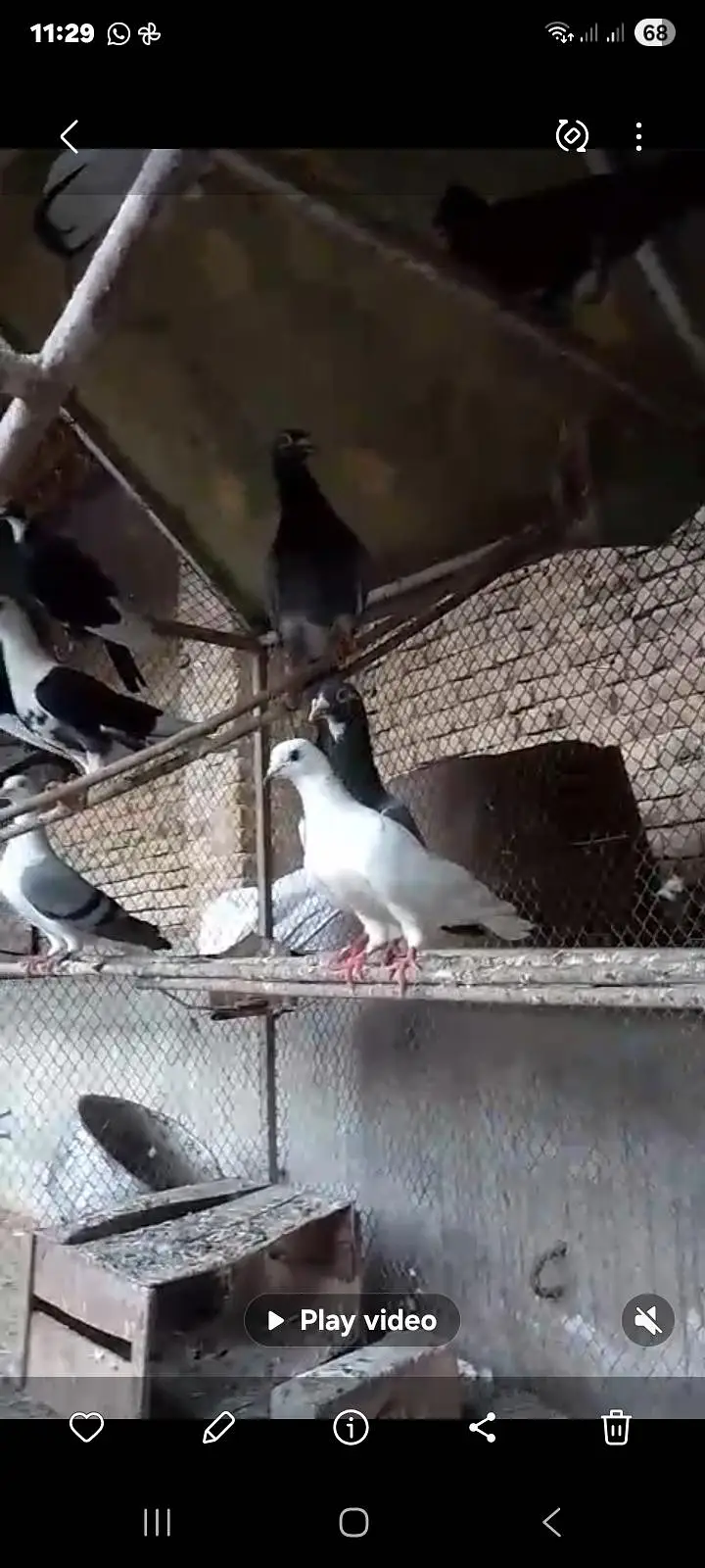 pigeons — photo 3