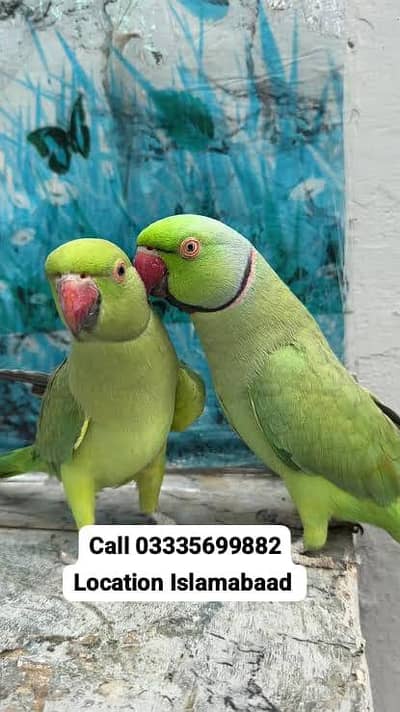 Male 7,500 or Female 5,500 Green Ring Neck Breeder Pair Parrots