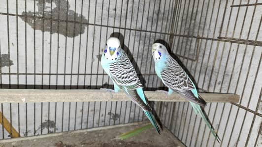 australian parrots