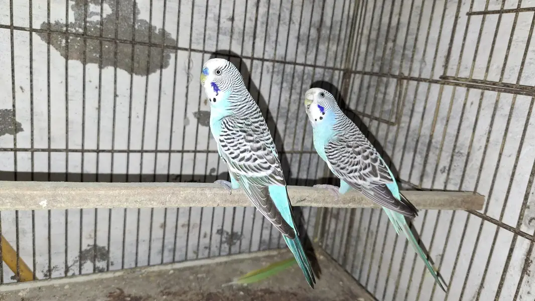 australian parrots — photo 2