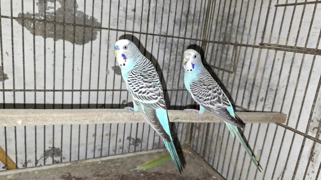 australian parrots — photo 3