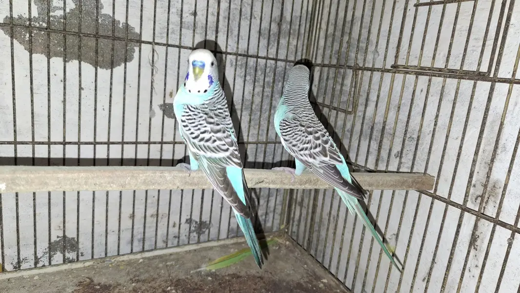 australian parrots — photo 4