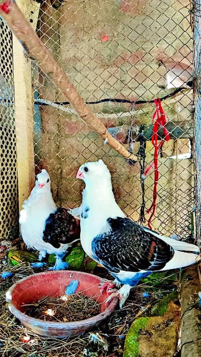 Healthy and active sentient Peigen pair