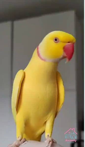 yellow ring neck good quality