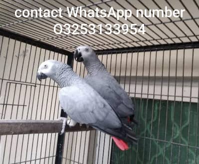 Affrican parrot grey colour for sale