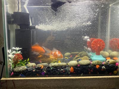 Gold fish + eqvairum