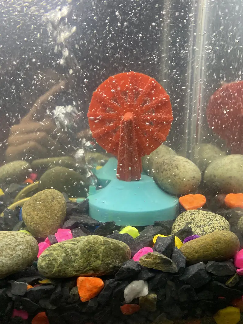 Gold fish + eqvairum — photo 2